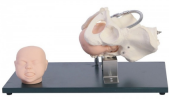 Pelvic model with fetal head-0
