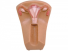 Female intrauterine contraceptive devices and training models-0