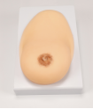 Breast massage model-0