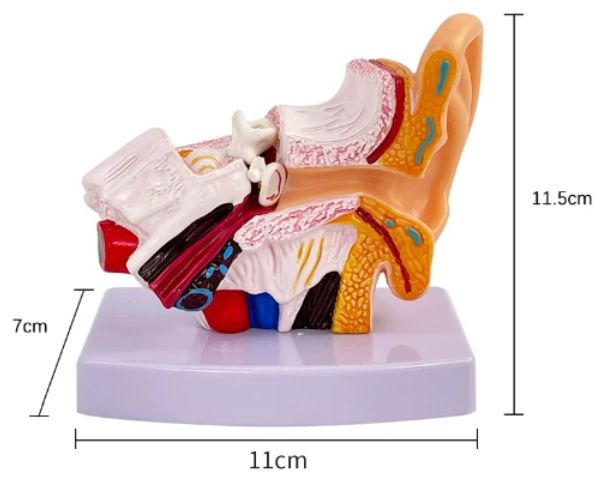 1.5x Enlarged Ear Model-0
