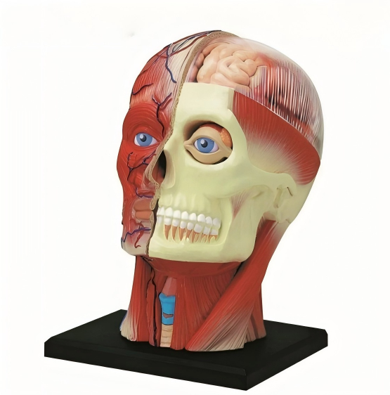 14-Piece Head Assembly (21cm x 9cm x 12cm)-0