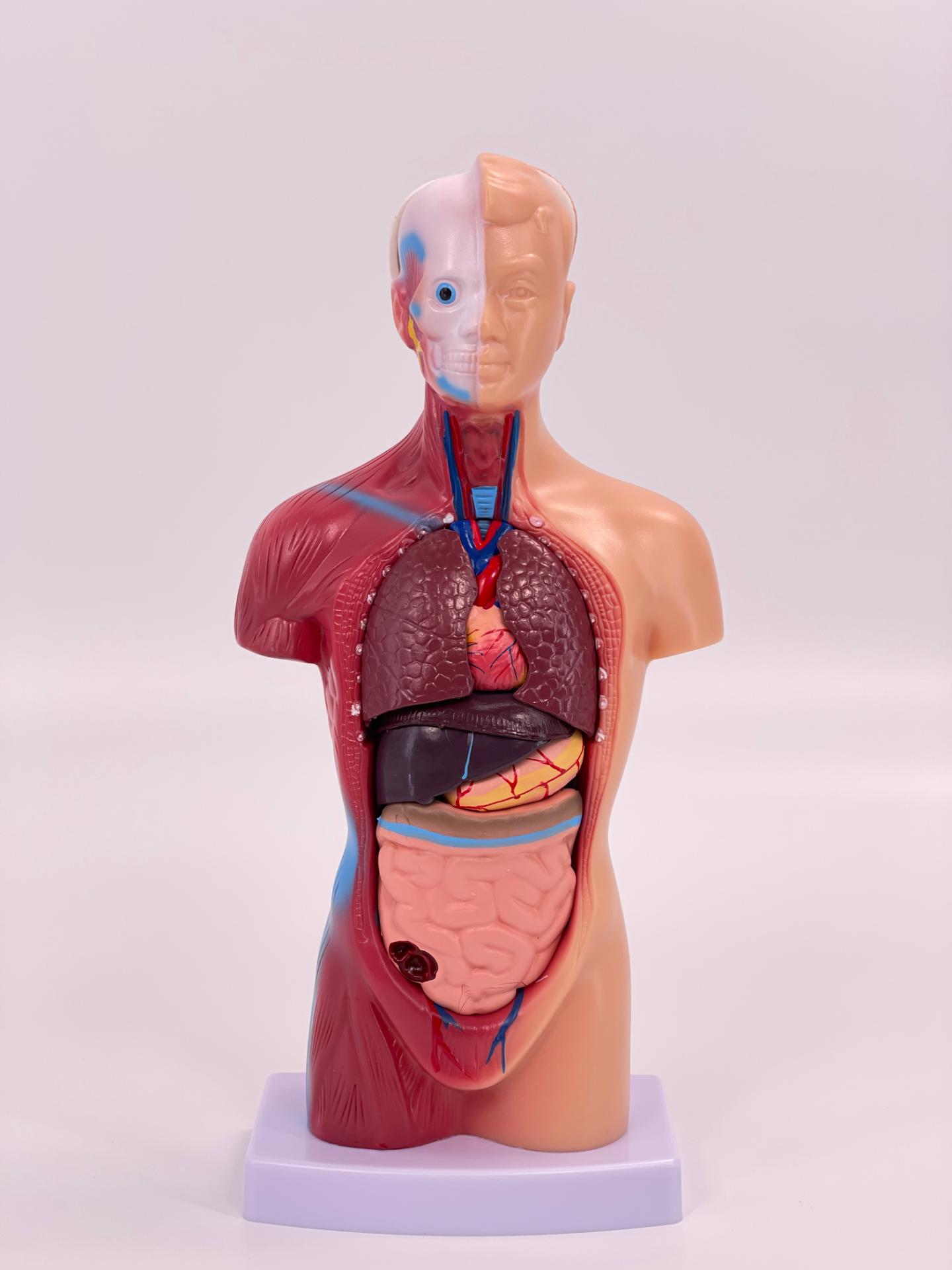 28cm torso internal organs-1