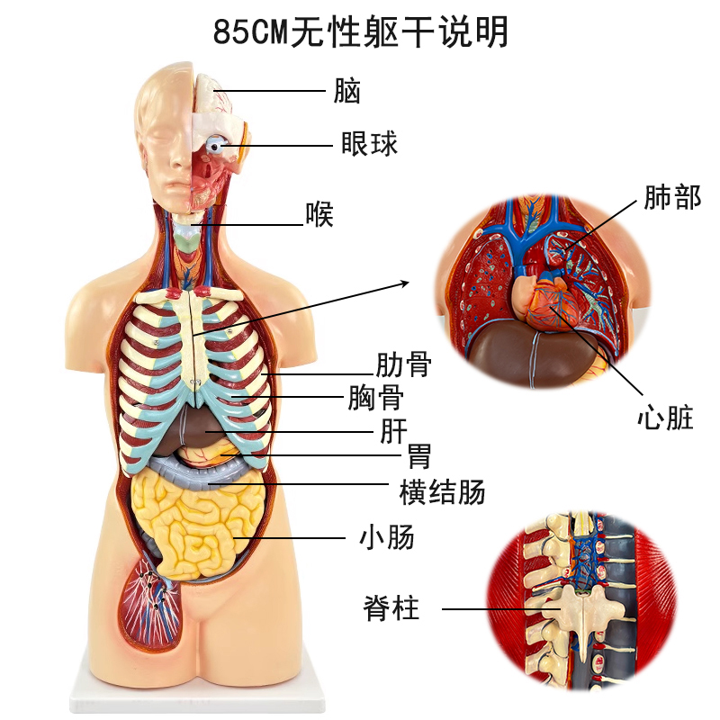 19 pieces of 85cm sexless torso models-0