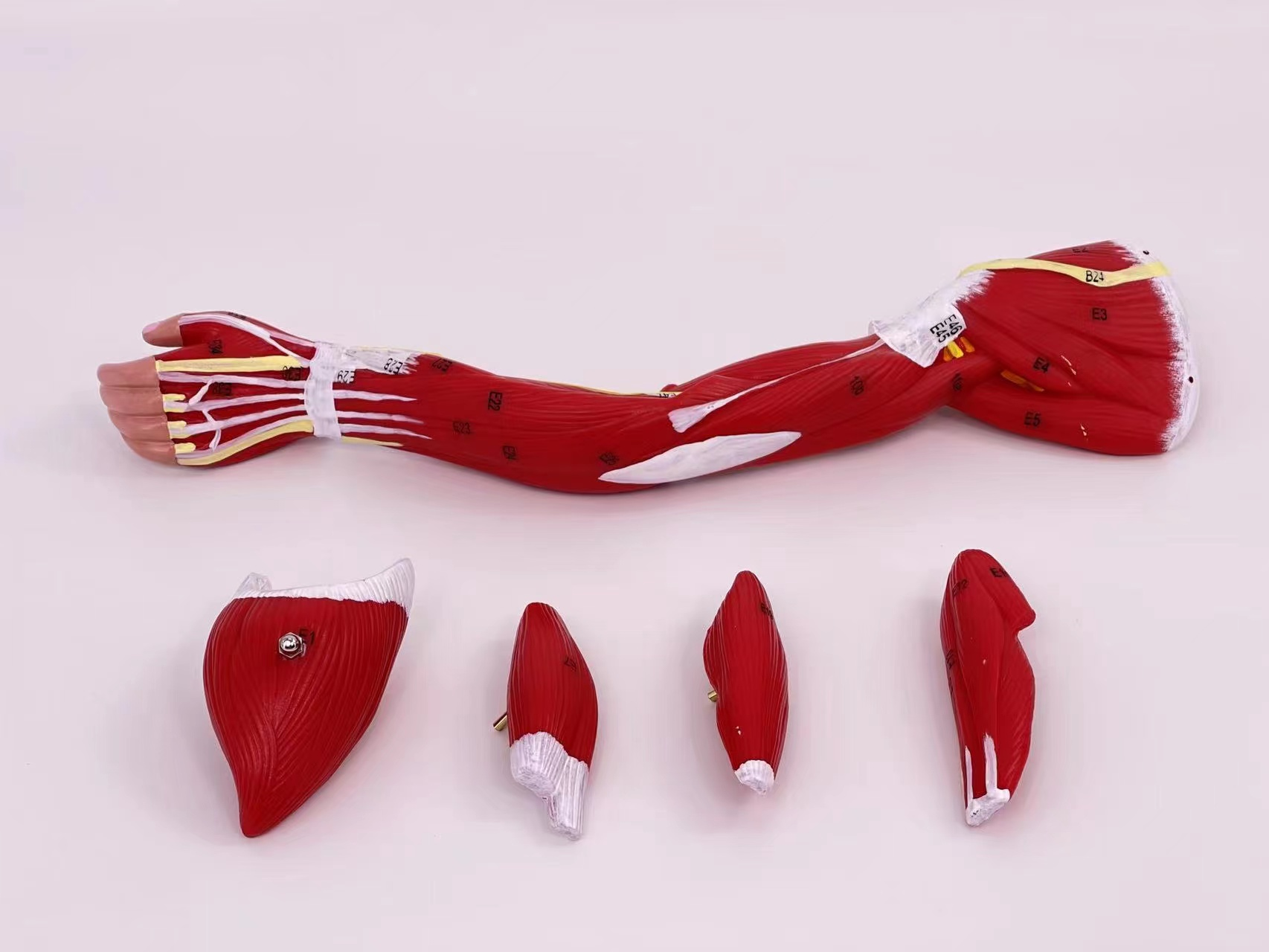 (Small size) Upper limb muscle anatomical model-1