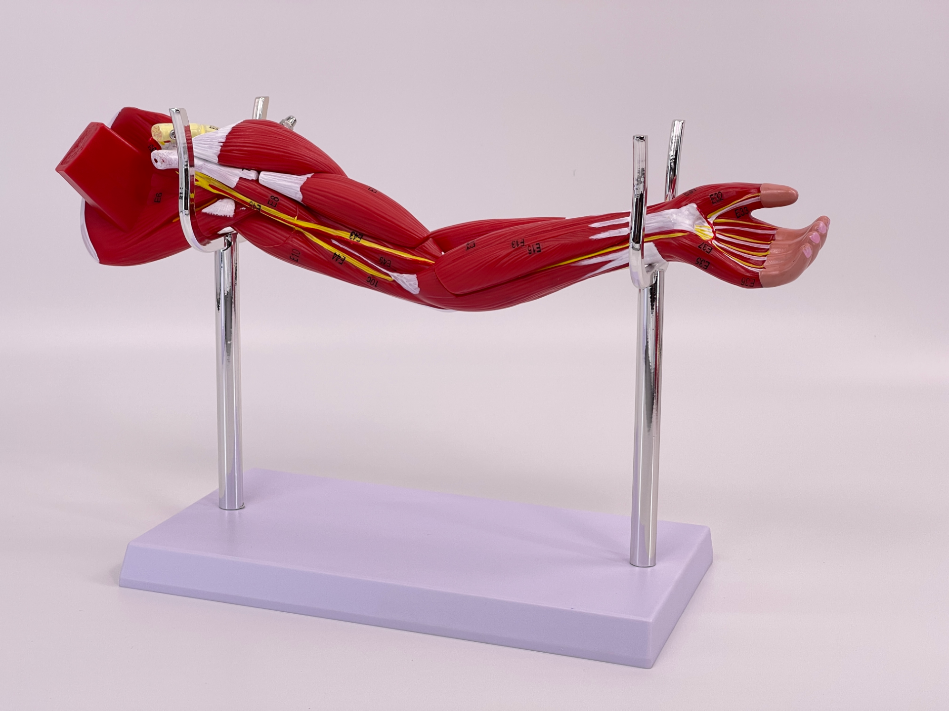 (Small size) Upper limb muscle anatomical model-0