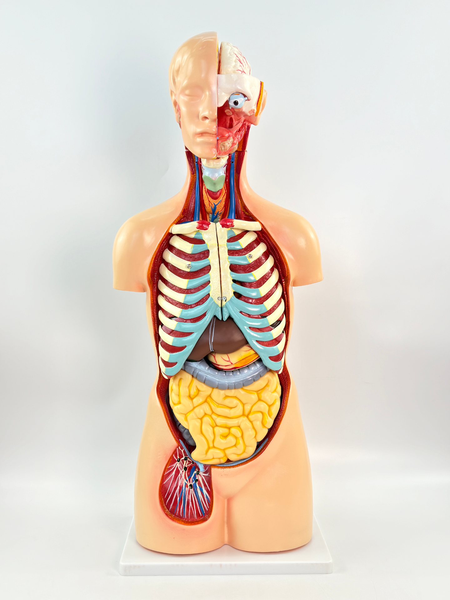 19 pieces of 85cm sexless torso models-1