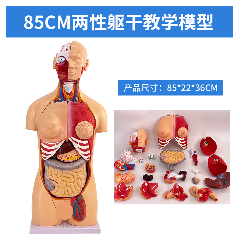 85cm male and female torso model (23 parts)-0