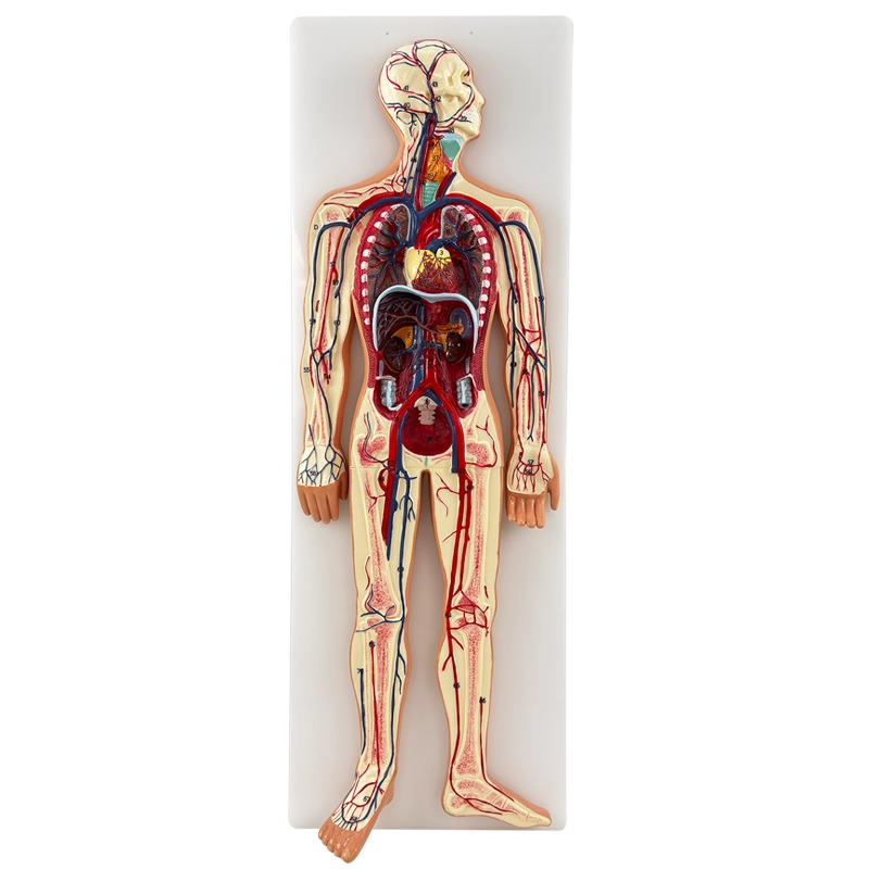 Human body blood circulation hanging board-0