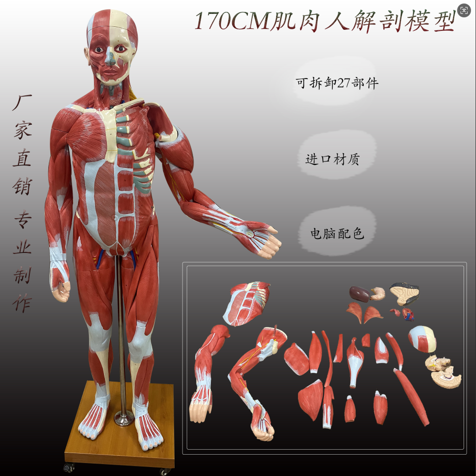 178 Muscle Man Model-0