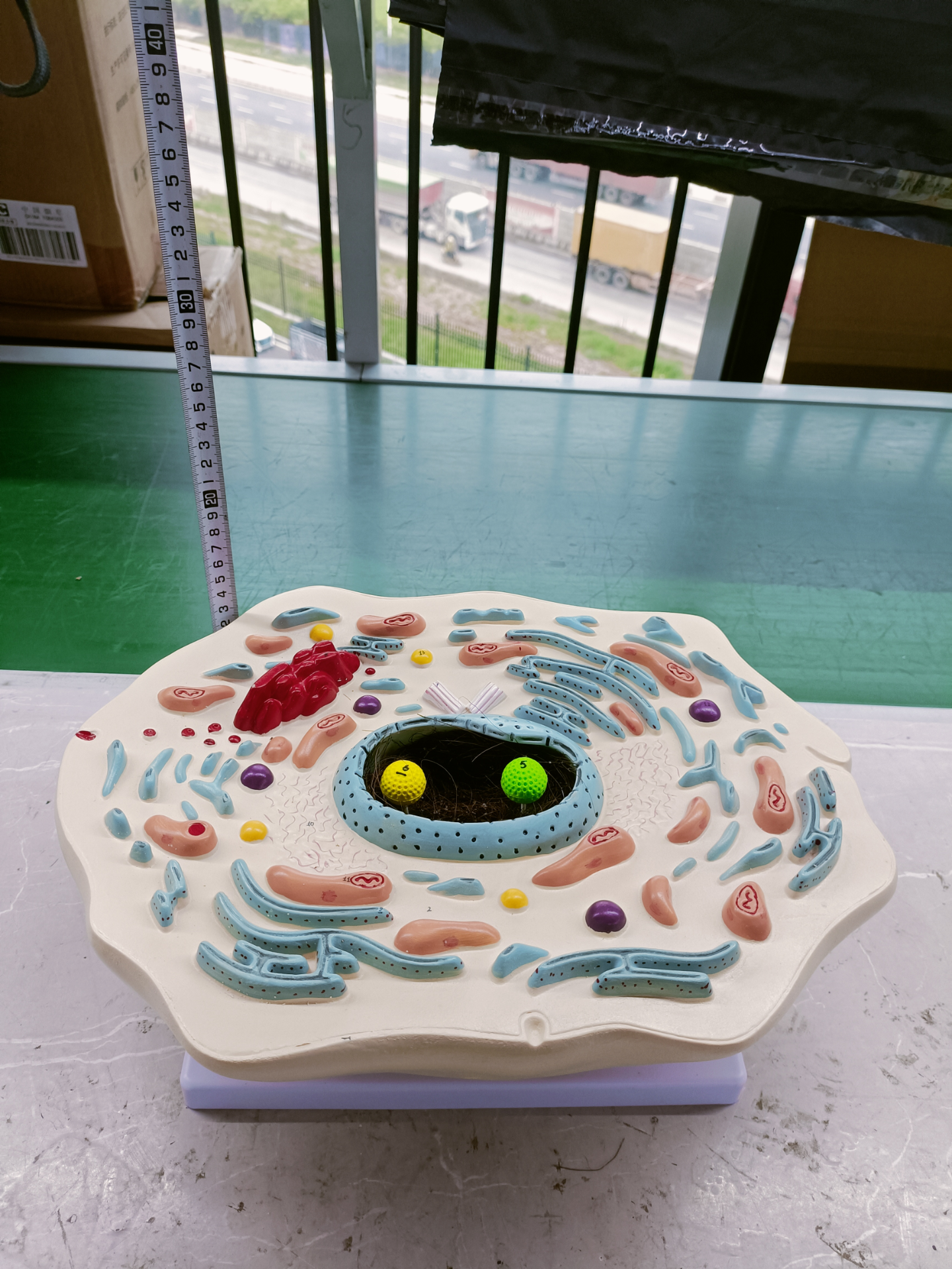 Animal cell magnified model-0