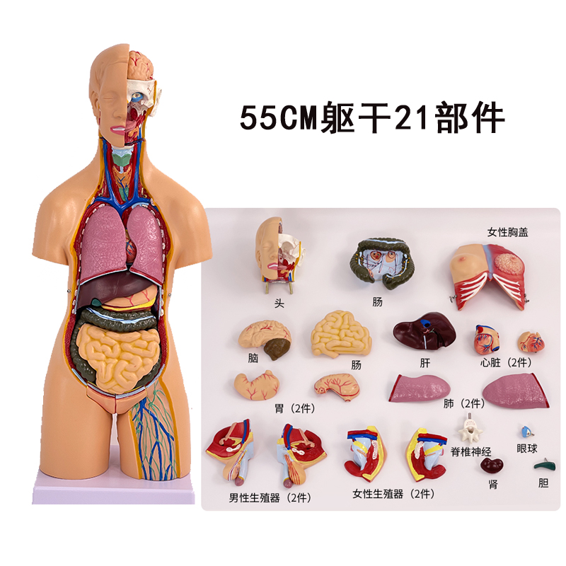 55cm torso models (21 pieces)-0