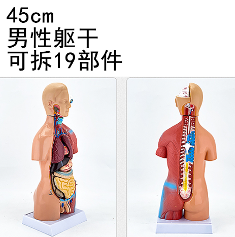 45cm male torso (13 parts)-0
