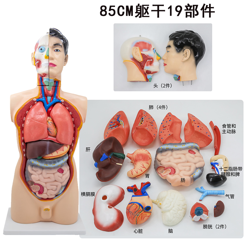19 parts of an 85cm male torso-0