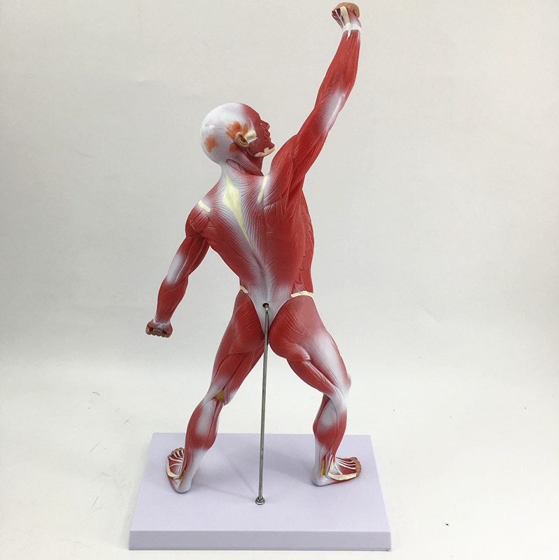50cm Muscle Man Anatomical Model-1