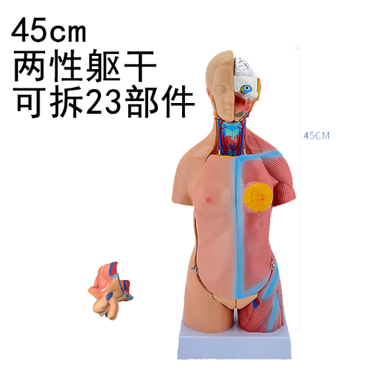 45cm unisex torso model (23 pieces)-1