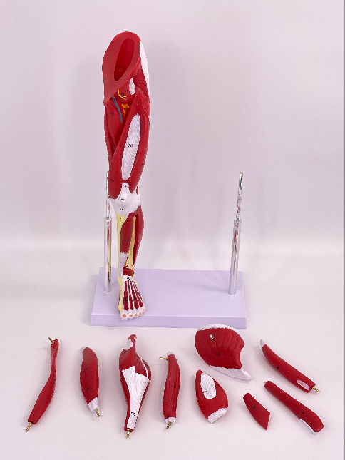 (Small size) Lower limb muscle anatomical model-1