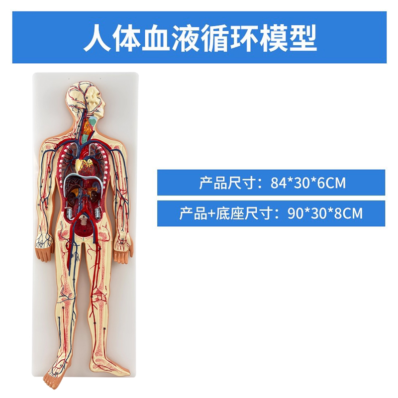 Human body blood circulation hanging board-1