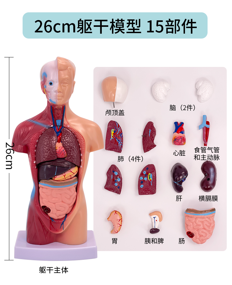 28cm torso internal organs-0