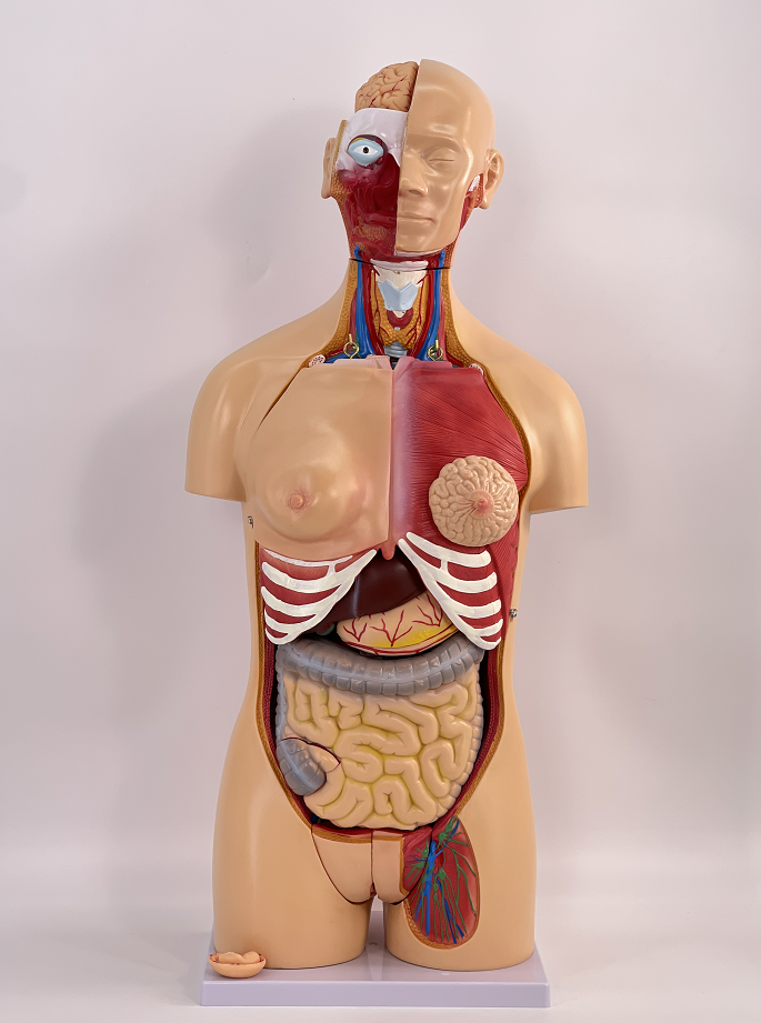 85cm male and female torso exchange model (40 parts)-1