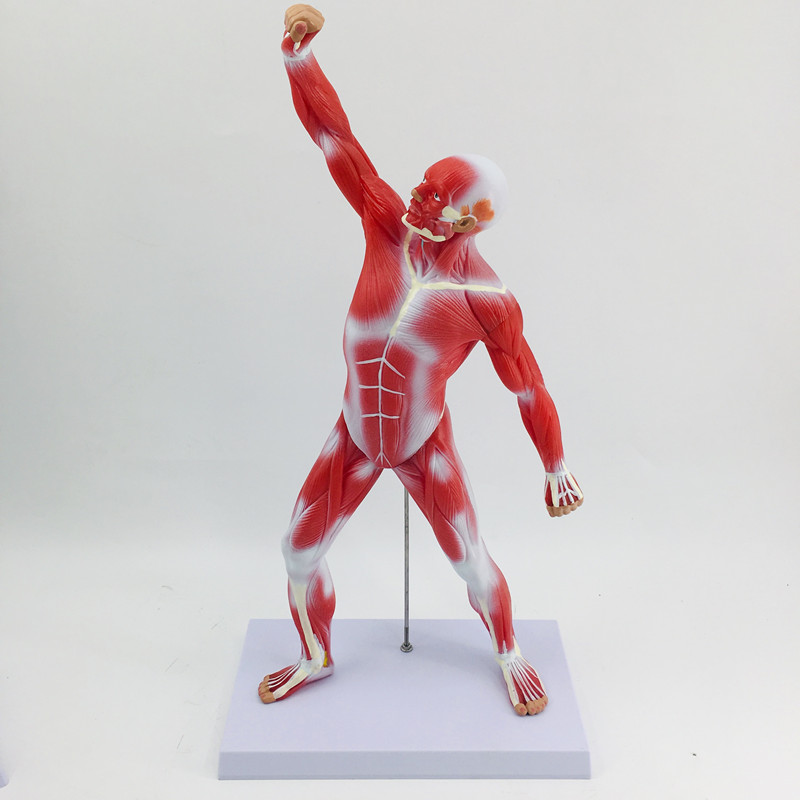 50cm Muscle Man Anatomical Model-0