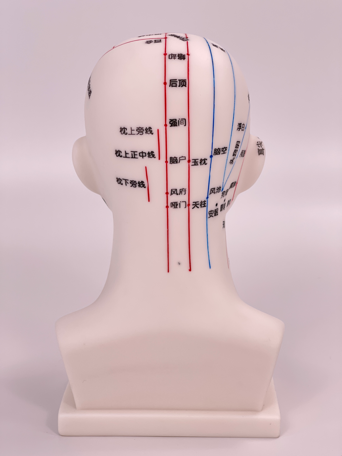 20CM Head Acupuncture Model (White)-1