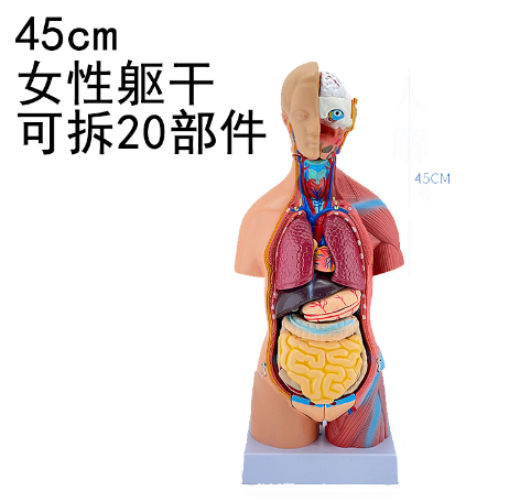 45cm female torso (15 parts)-1