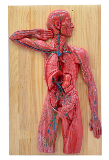 Wall-mounted display board of the human lymphatic system-0