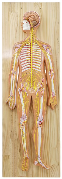 Wall-mounted panel of the human nervous system-1
