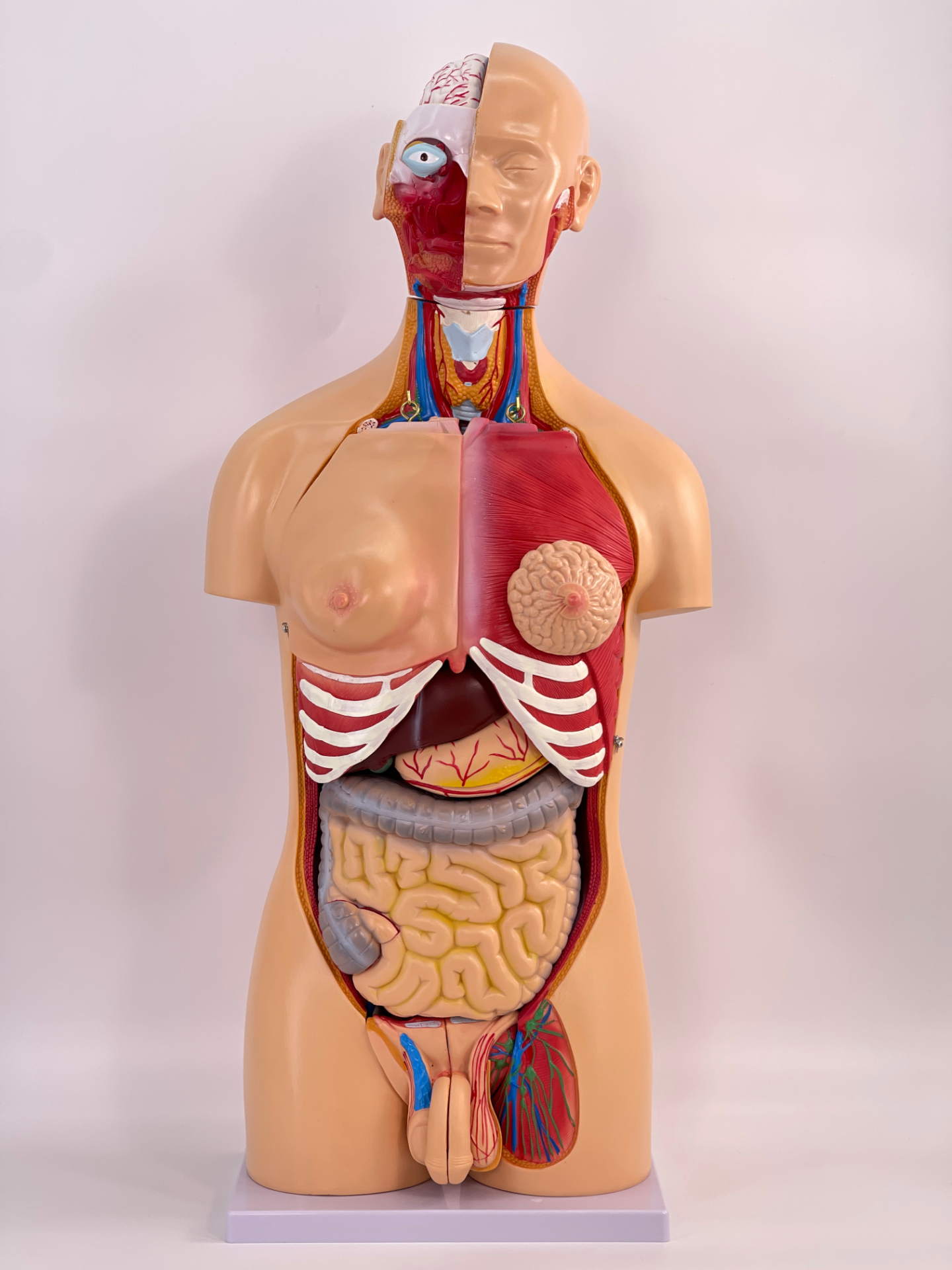 85cm male and female torso model (23 parts)-1