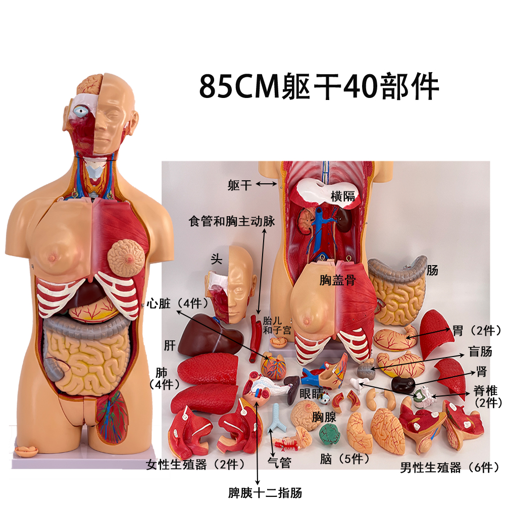85cm male and female torso exchange model (40 parts)-0