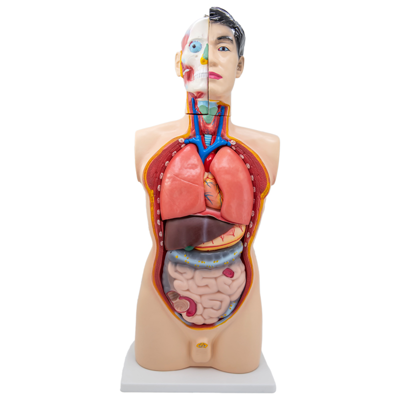 19 parts of an 85cm male torso-1