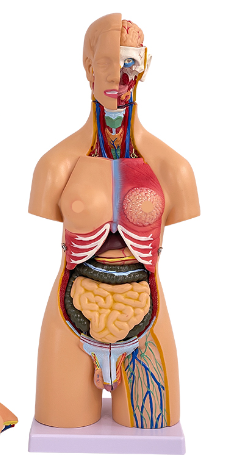 55cm torso models (21 pieces)-1