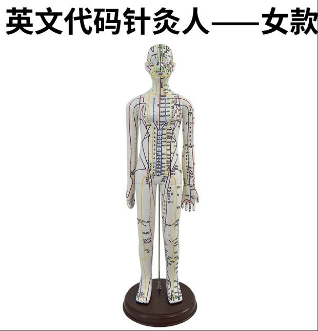 Female white 52cm acupuncture mannequin - soft rubber (English version)-0