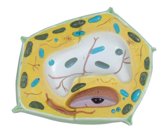 Plant cell enlarged model-0