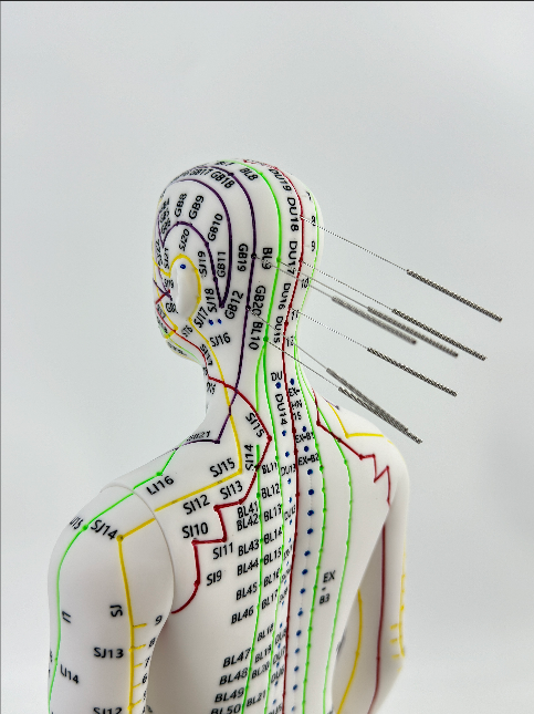 Female white 52cm acupuncture mannequin - soft rubber (English version)-1