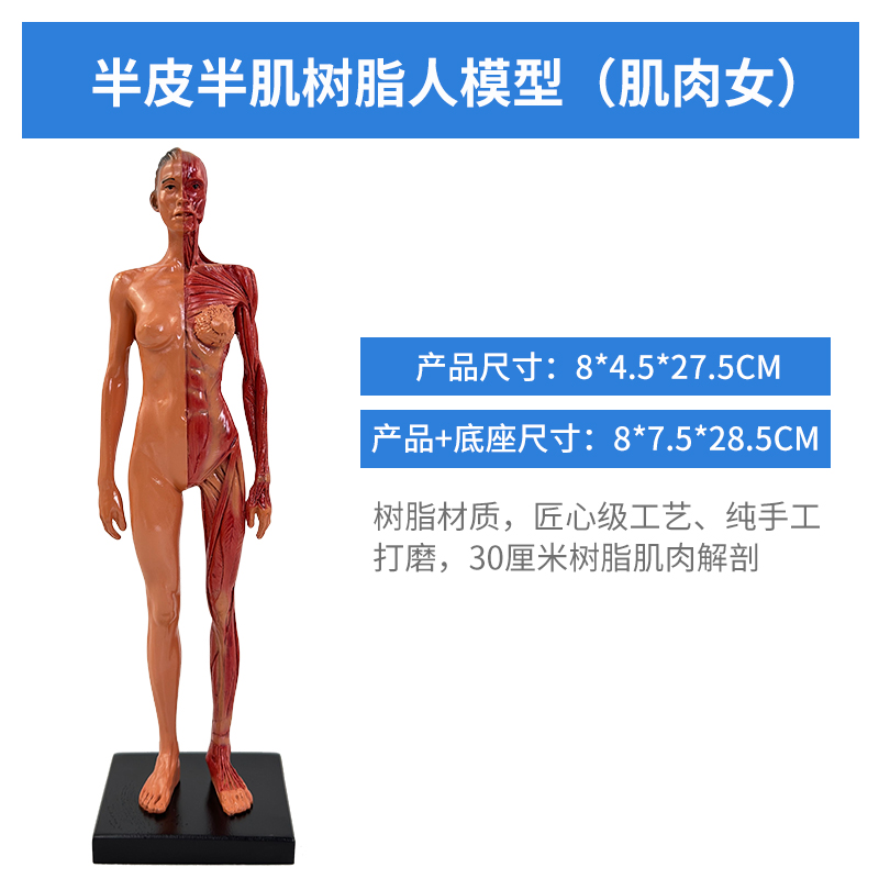 Resin person (female) muscles-0