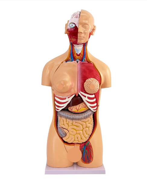 85cm unisex torso model (32 parts)-1