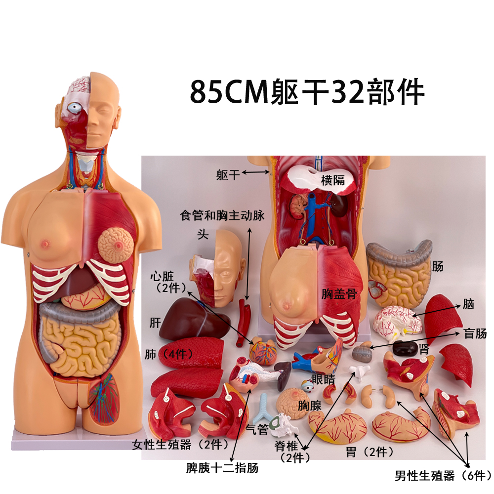 85cm unisex torso model (32 parts)-0