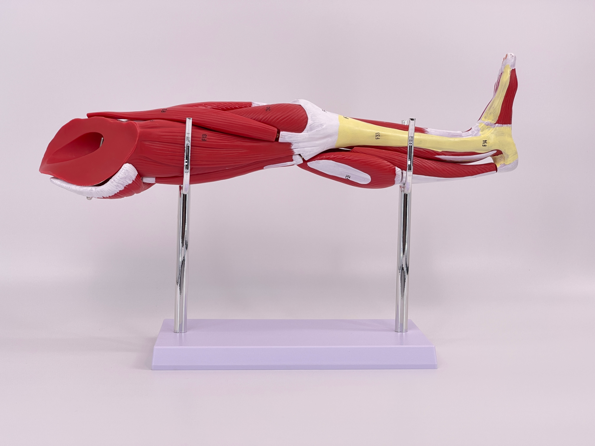 (Small size) Lower limb muscle anatomical model-0