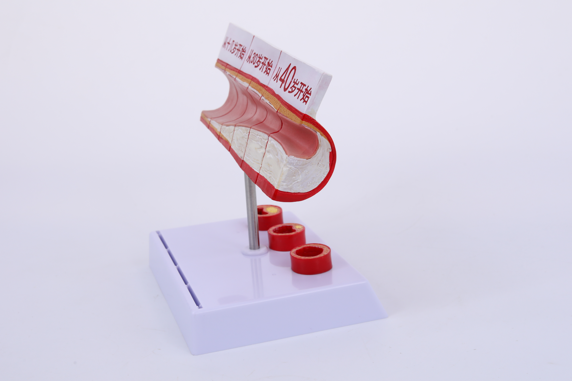 Large blood vessel model-1