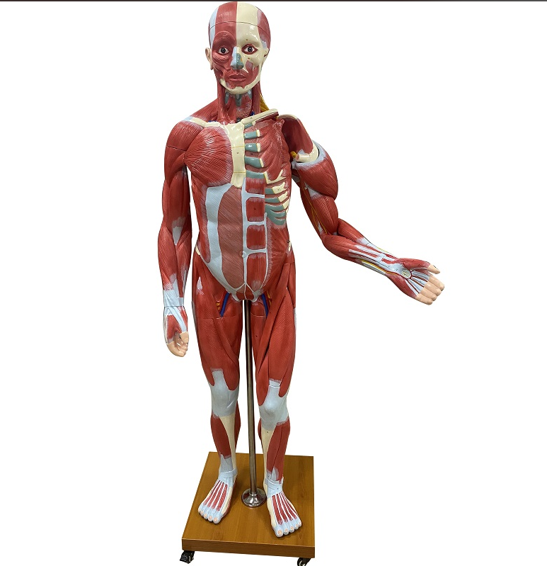 178 Muscle Man Model-1
