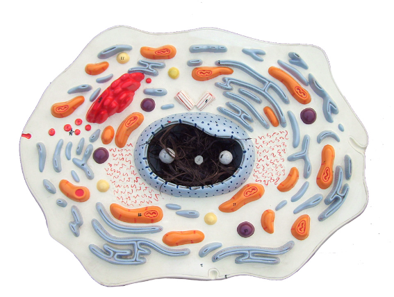 Animal cell magnified model-1