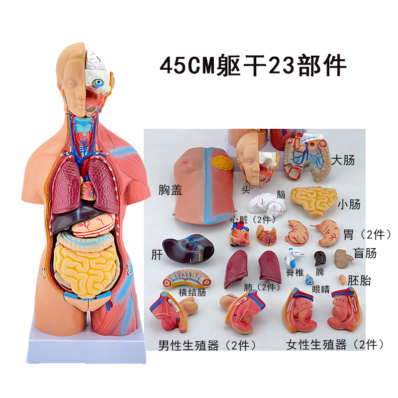 45cm unisex torso model (23 pieces)-0