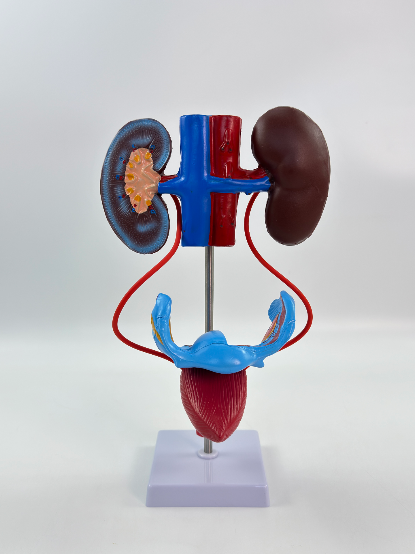 Female urogenital system model-1