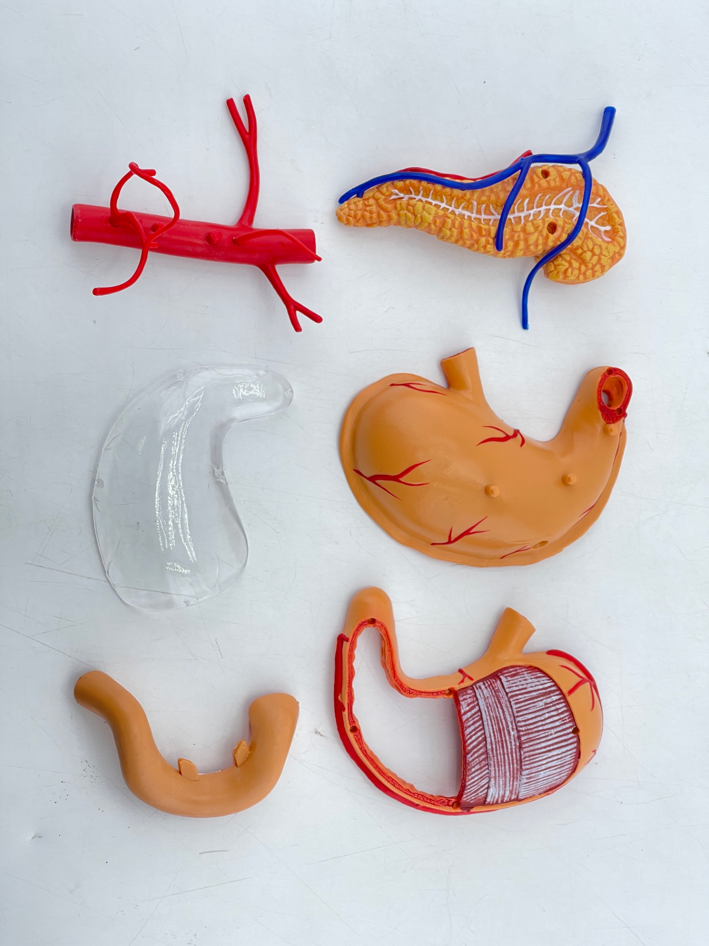 4D stomach-1