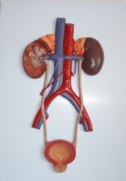 Relief-style urinary system (without gender indication)-1