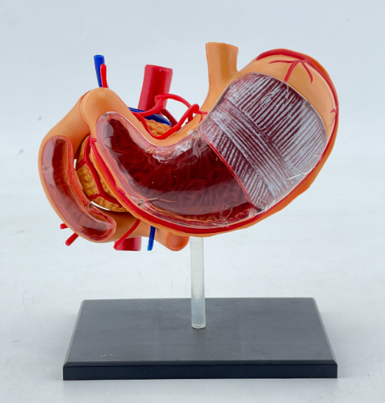 4D stomach-0