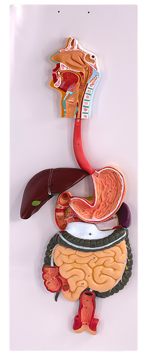 Digestive system model-0
