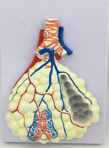 Alveoli enlarged model-0