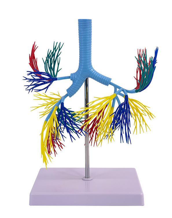 Bronchial tree model-0